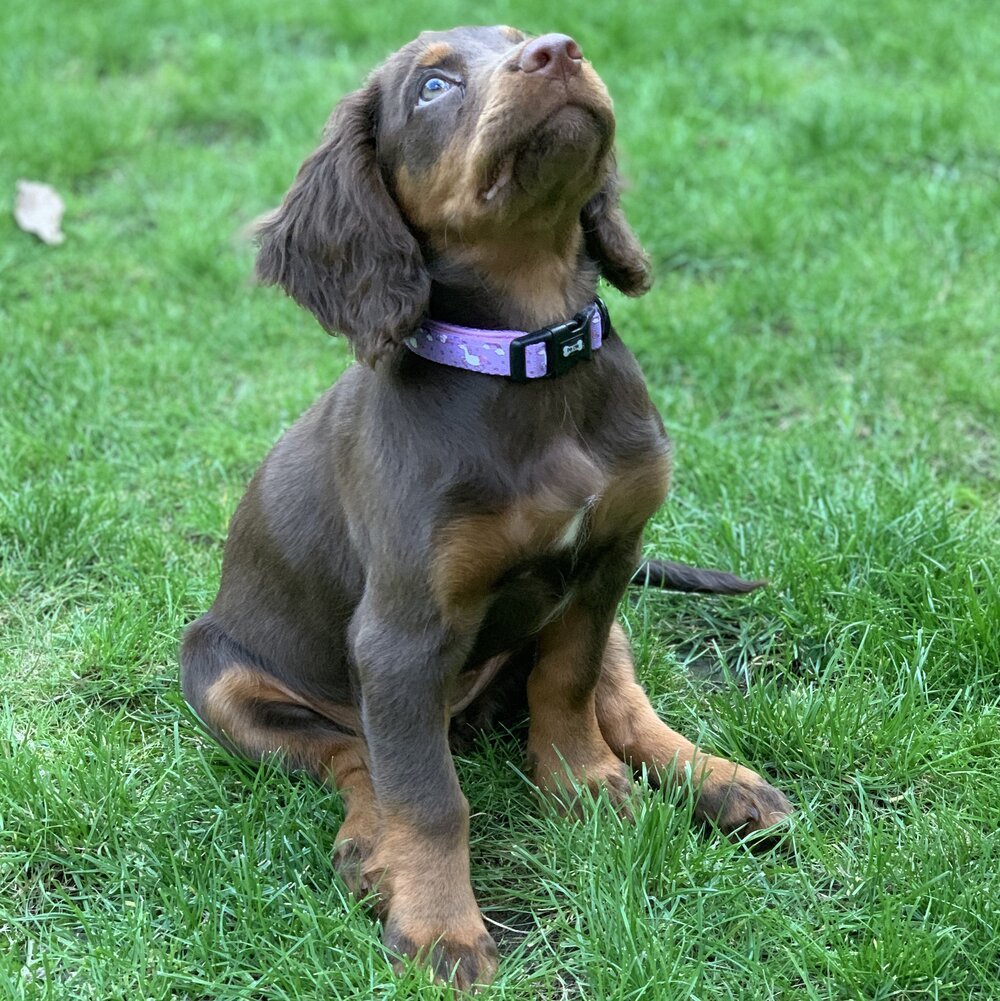 Daydreams & Unicorns dog collars, purple base with rainbow & unicorn print, adjustable standard & tactical styles