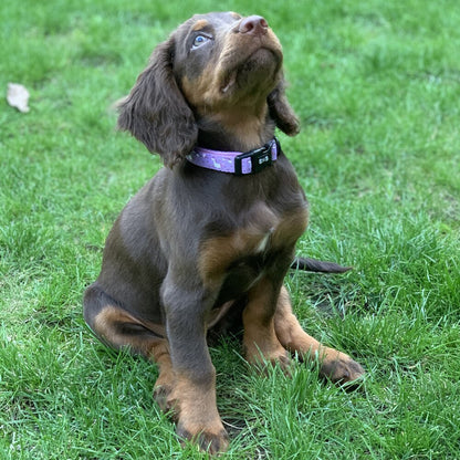 Daydreams & Unicorns dog collars, purple base with rainbow & unicorn print, adjustable standard & tactical styles