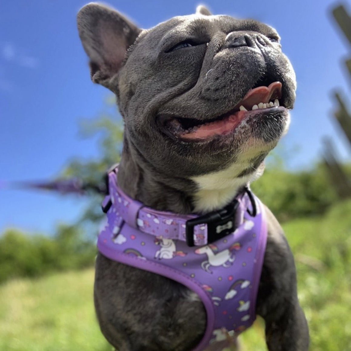 Daydreams & Unicorns dog collars, purple base with rainbow & unicorn print, adjustable standard & tactical styles