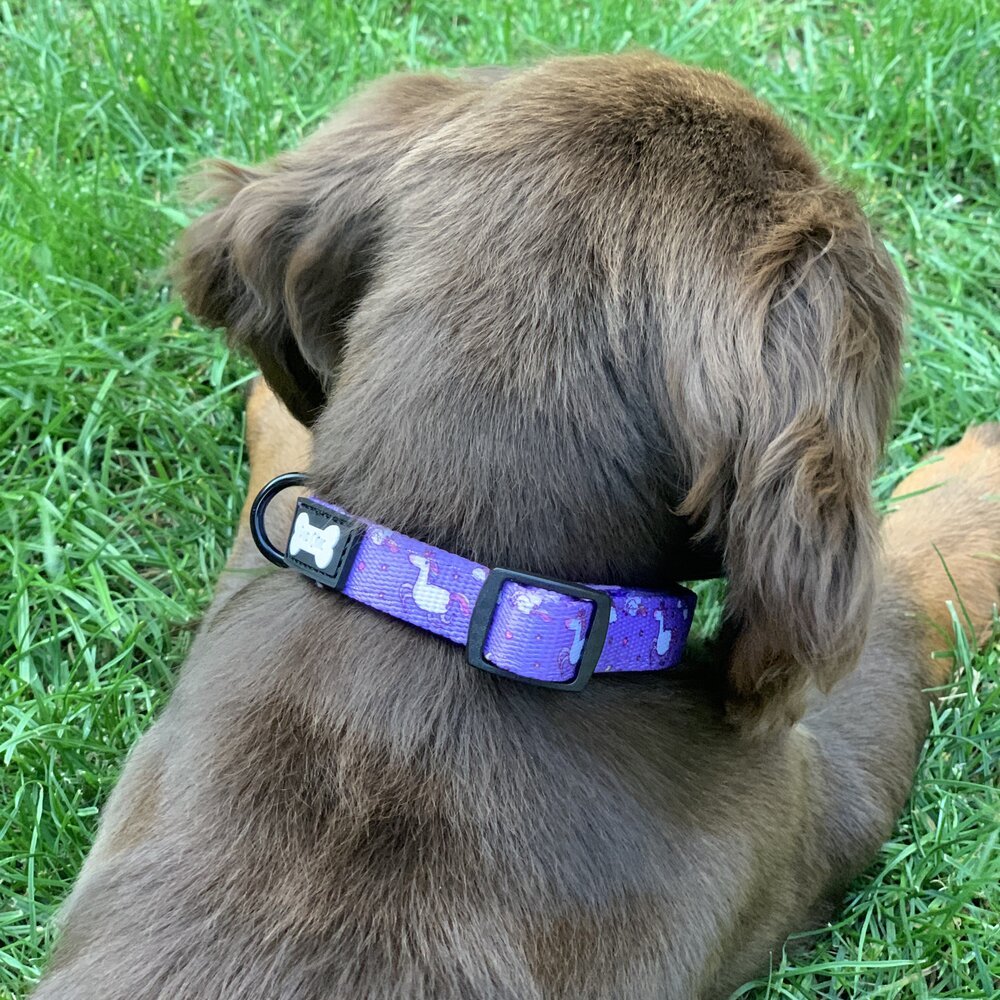 Daydreams & Unicorns dog collars, purple base with rainbow & unicorn print, adjustable standard & tactical styles