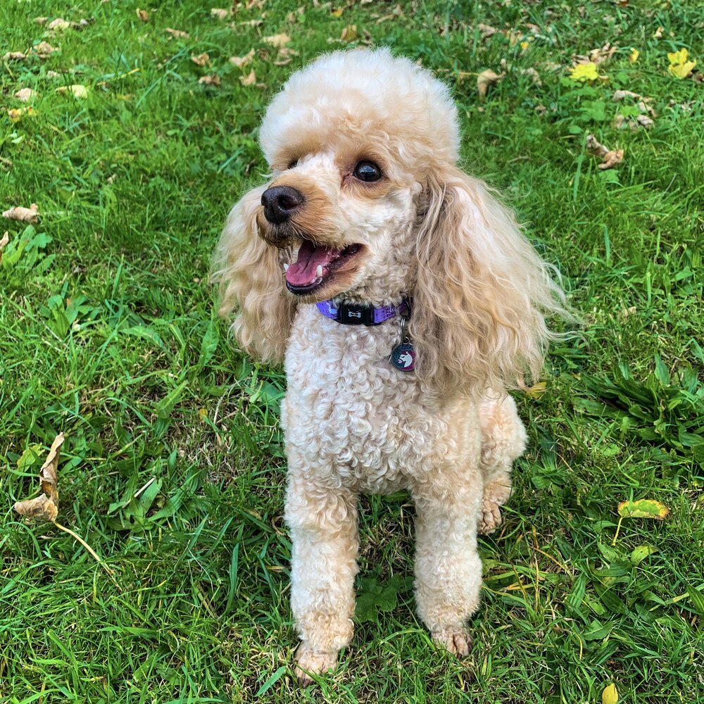 Daydreams & Unicorns dog collars, purple base with rainbow & unicorn print, adjustable standard & tactical styles