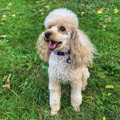 Daydreams & Unicorns dog collars, purple base with rainbow & unicorn print, adjustable standard & tactical styles