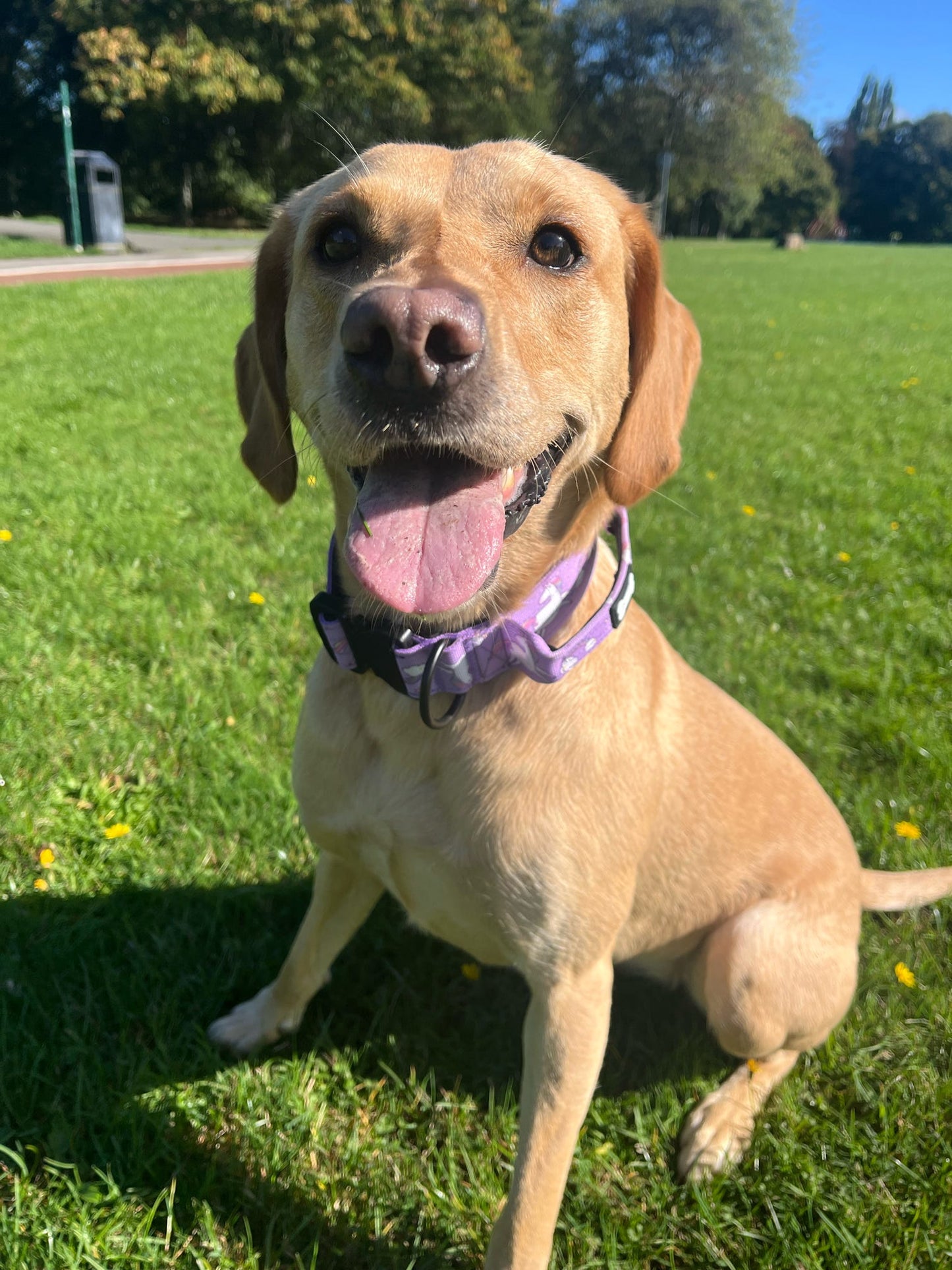 Daydreams & Unicorns dog collars, purple base with rainbow & unicorn print, adjustable standard & tactical styles