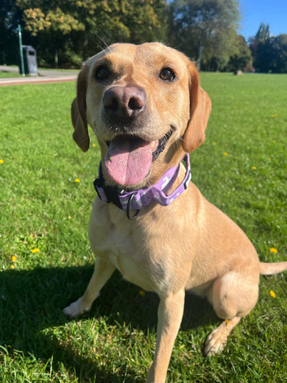 Daydreams & Unicorns dog collars, purple base with rainbow & unicorn print, adjustable standard & tactical styles