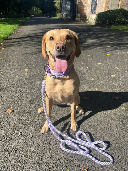Daydreams & Unicorns tactical dog collar in pastel purple with rainbow unicorn print and metal buckle
