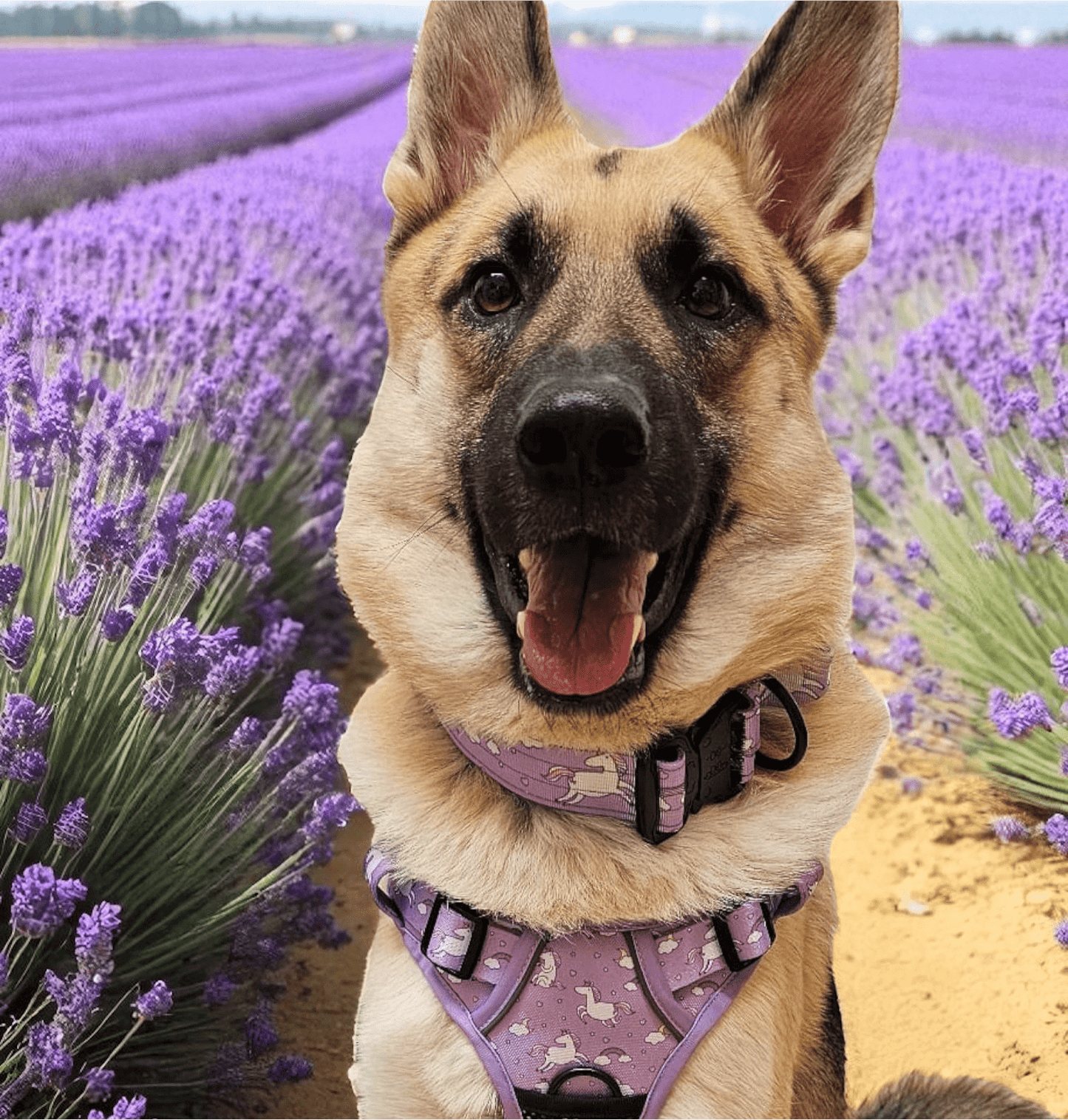 Daydreams & Unicorns dog collars, purple base with rainbow & unicorn print, adjustable standard & tactical styles