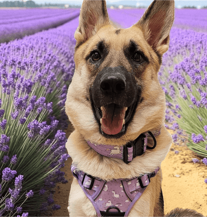 Daydreams & Unicorns dog collars, purple base with rainbow & unicorn print, adjustable standard & tactical styles