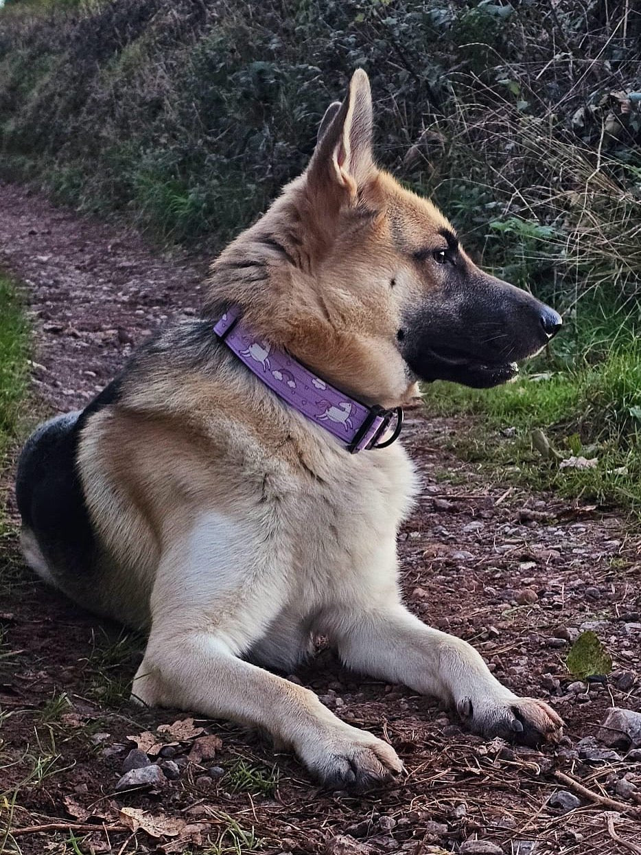 Daydreams & Unicorns tactical dog collar in pastel purple with rainbow unicorn print and metal buckle