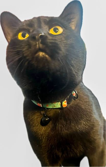 Inquisitive Fox cat collar, 1cm thick quick release design with black bell, fits 20–30cm neck size