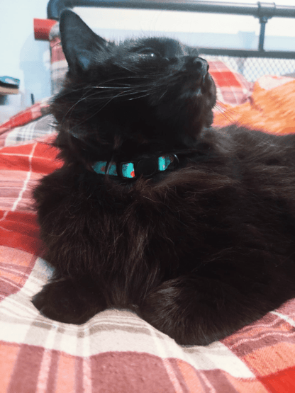 Inquisitive Fox cat collar, 1cm thick quick release design with black bell, fits 20–30cm neck size