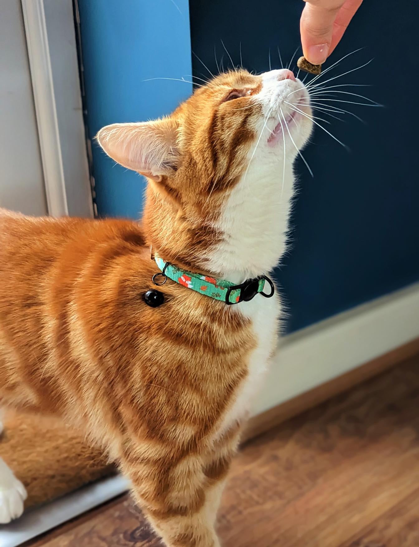Inquisitive Fox cat collar, 1cm thick quick release design with black bell, fits 20–30cm neck size