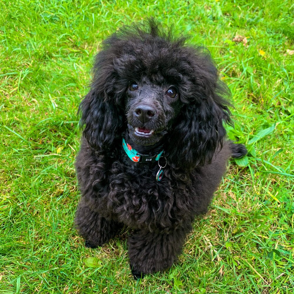 Inquisitive Fox adjustable dog collars in rust‑orange fox print, available in standard and tactical styles