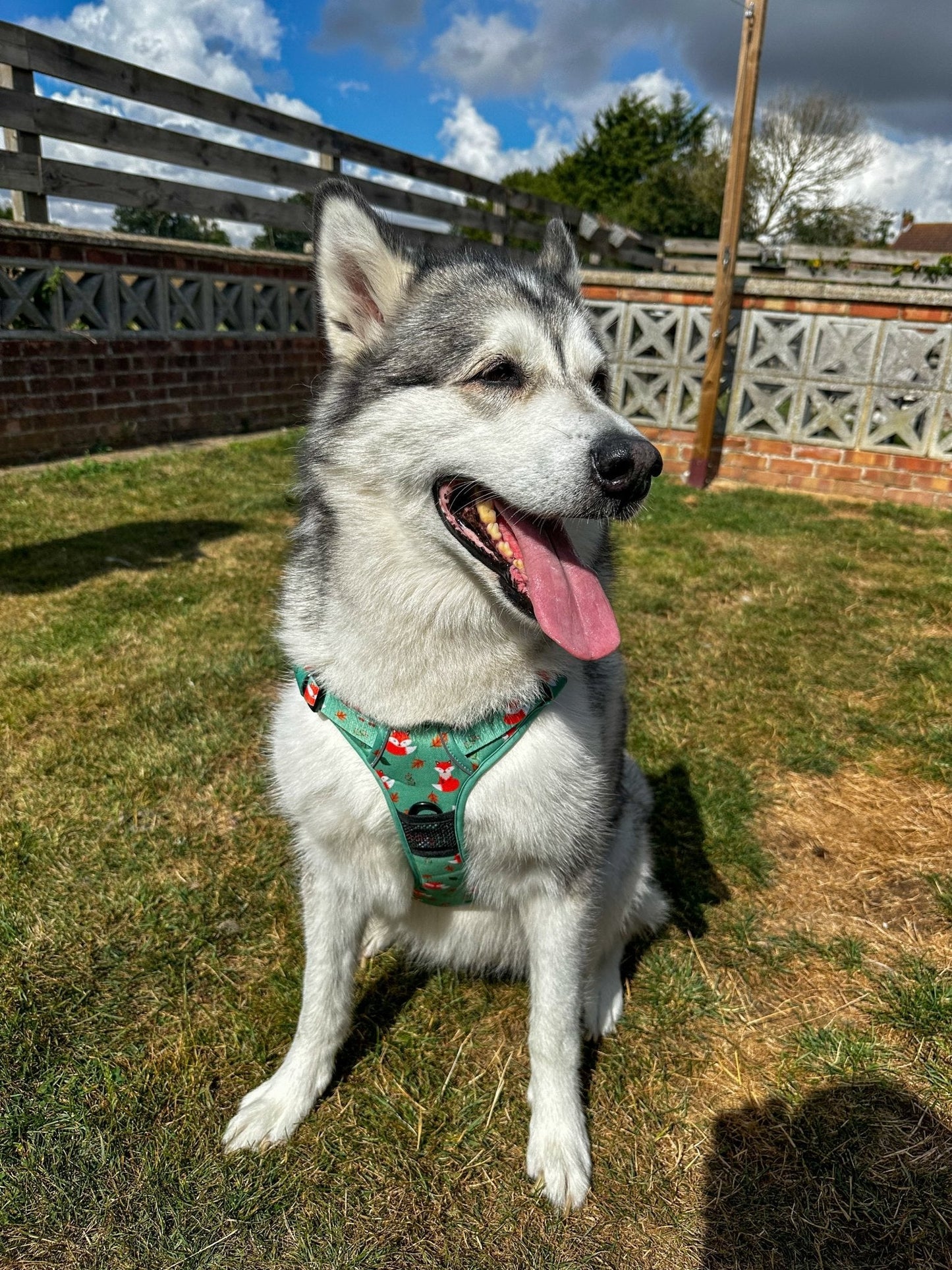 Inquisitive Fox tactical dog harness, rust‑orange woodland fox print, no‑pull design with top handle
