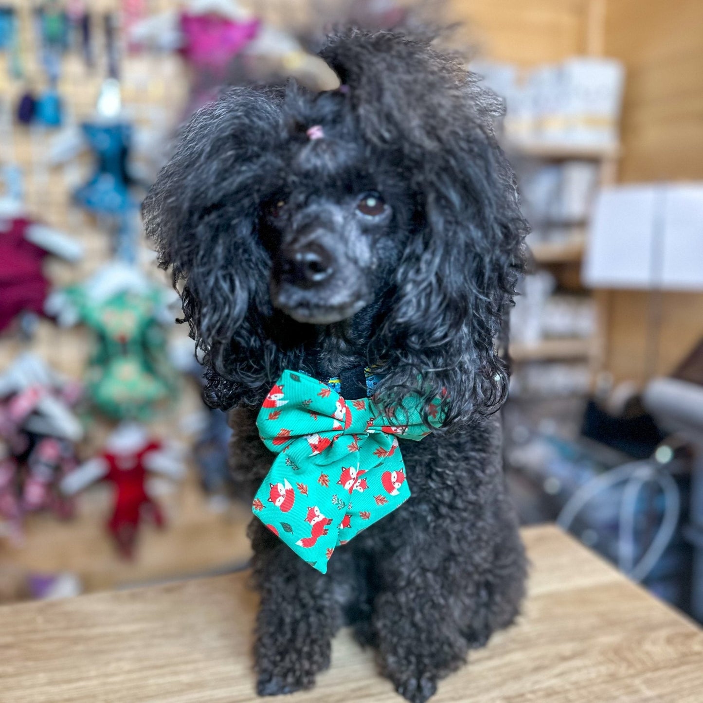 Inquisitive Fox sailor bow tie, teal background with sloth print, Velcro fastening for collars & harnesses