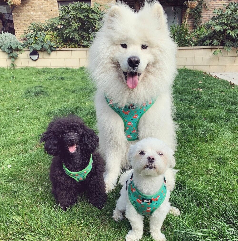 Inquisitive Fox XXS puppy harness, sage green woodland fox print, lightweight padded design for toy breeds