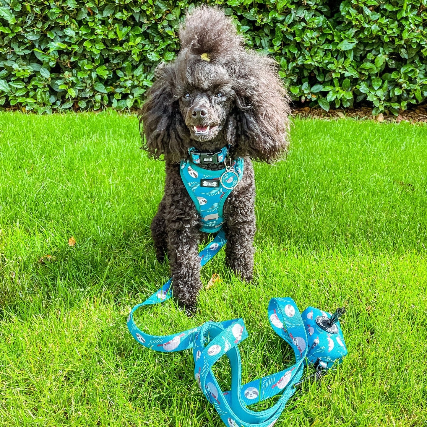 Lazy Sloth dog collars, mint green with sloth illustrations, adjustable standard & tactical styles for all breeds