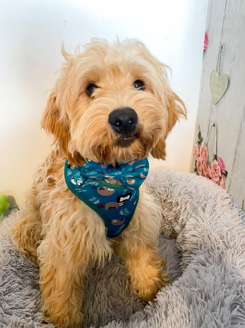 Lazy Sloth XXS puppy harness in teal with sloth print, adjustable straps for toy breeds