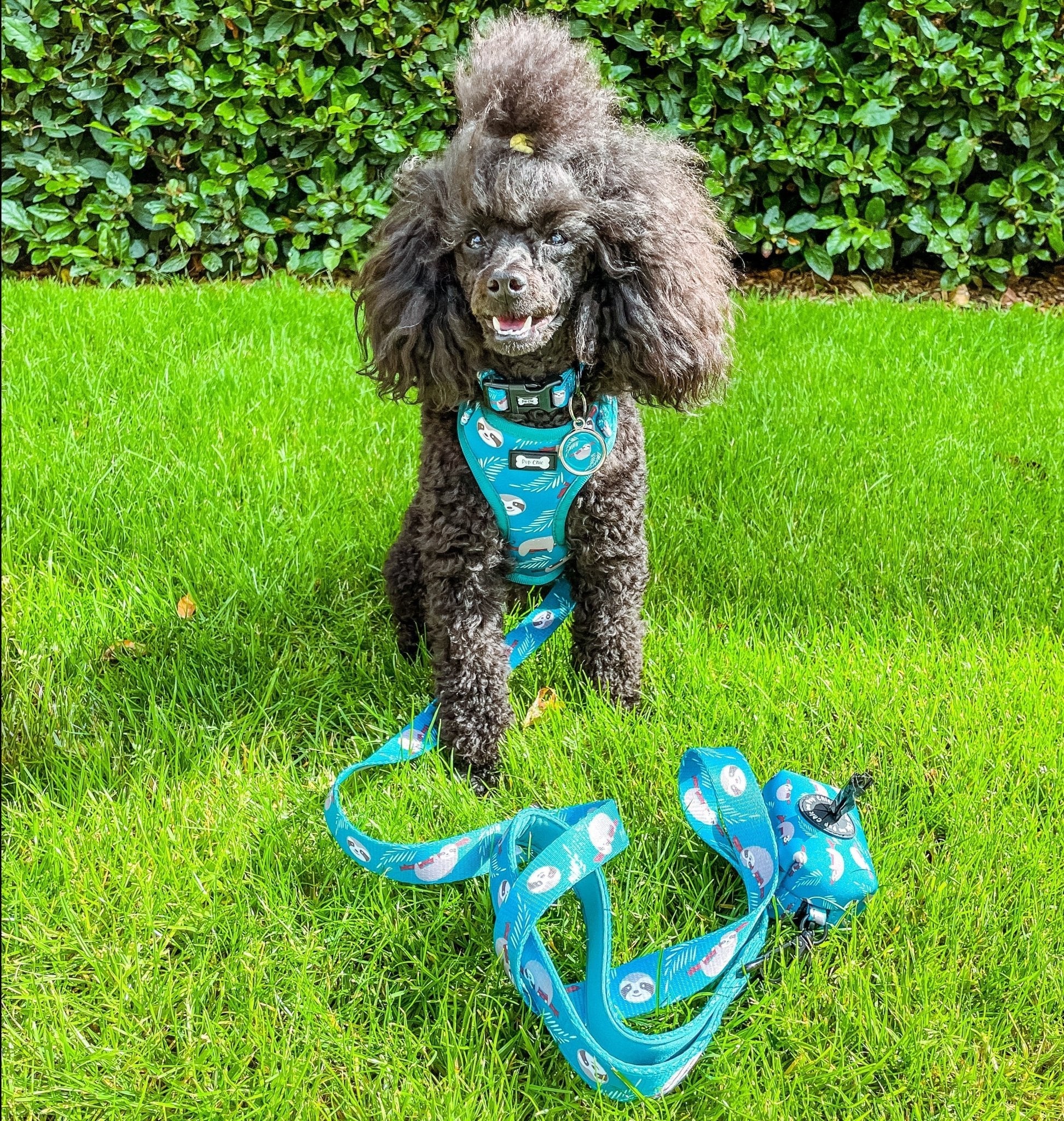 Lazy Sloth XXS puppy harness in teal with sloth print, adjustable straps for toy breeds