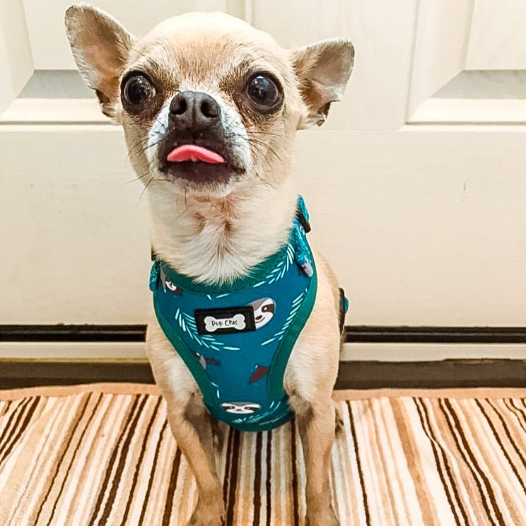 Lazy Sloth XXS puppy harness in teal with sloth print, adjustable straps for toy breeds