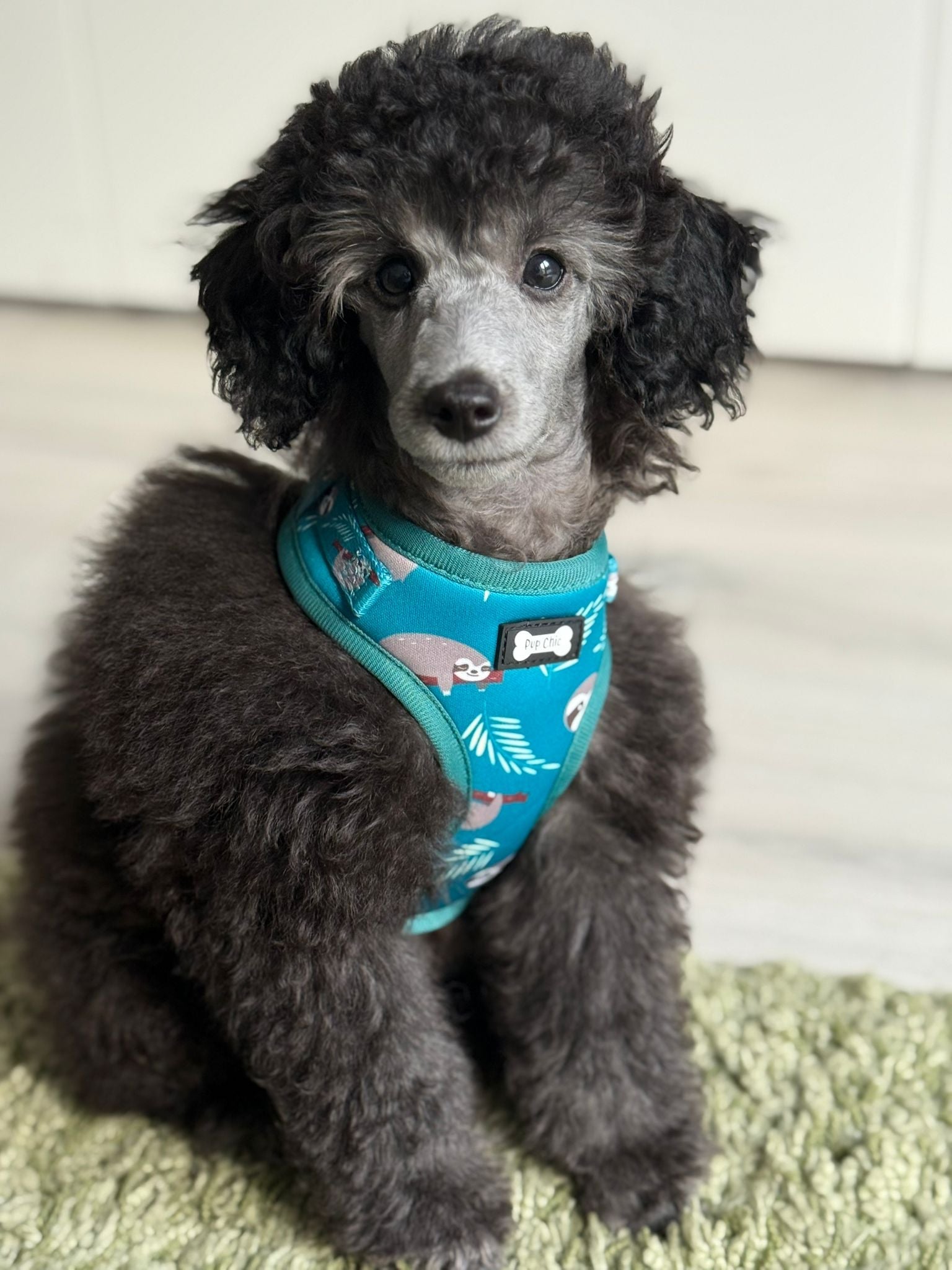 Lazy Sloth XXS puppy harness in teal with sloth print, adjustable straps for toy breeds