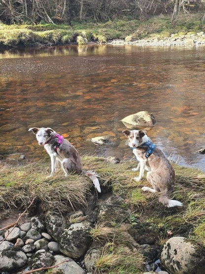Lazy Sloth tactical dog harness in mint green with sloth print, no‑pull design and top handle