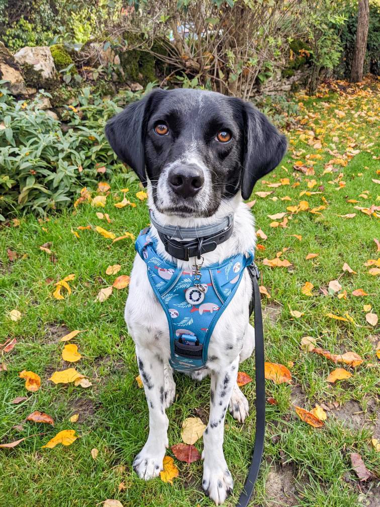 Lazy Sloth tactical dog harness in mint green with sloth print, no‑pull design and top handle