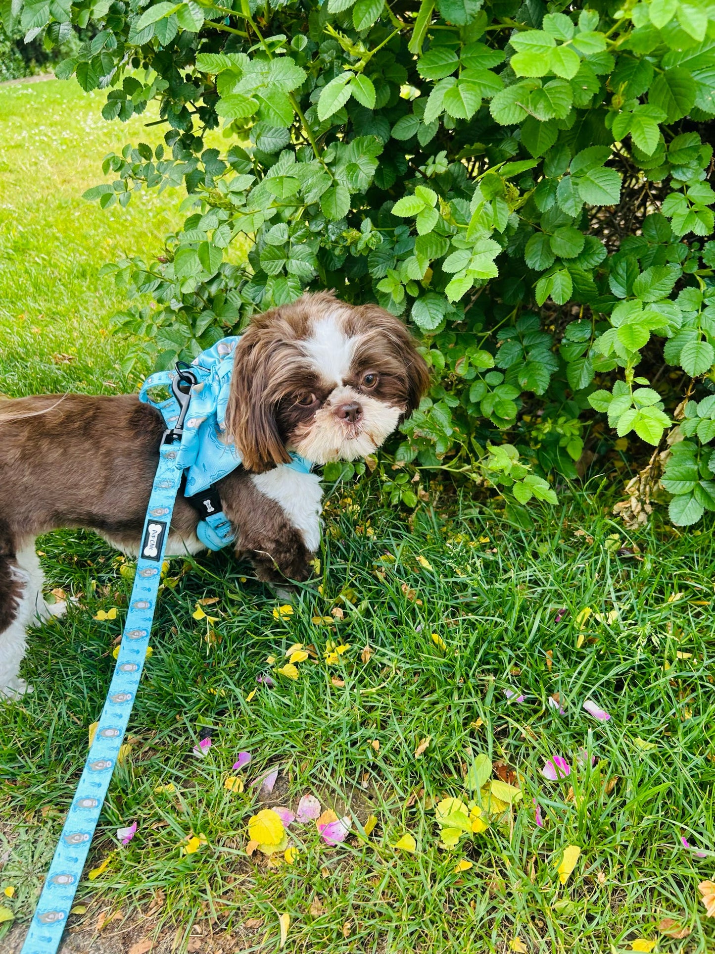 Otterly Lovely 5ft aqua dog lead with sea otter print, padded handle and D‑ring for walking essentials