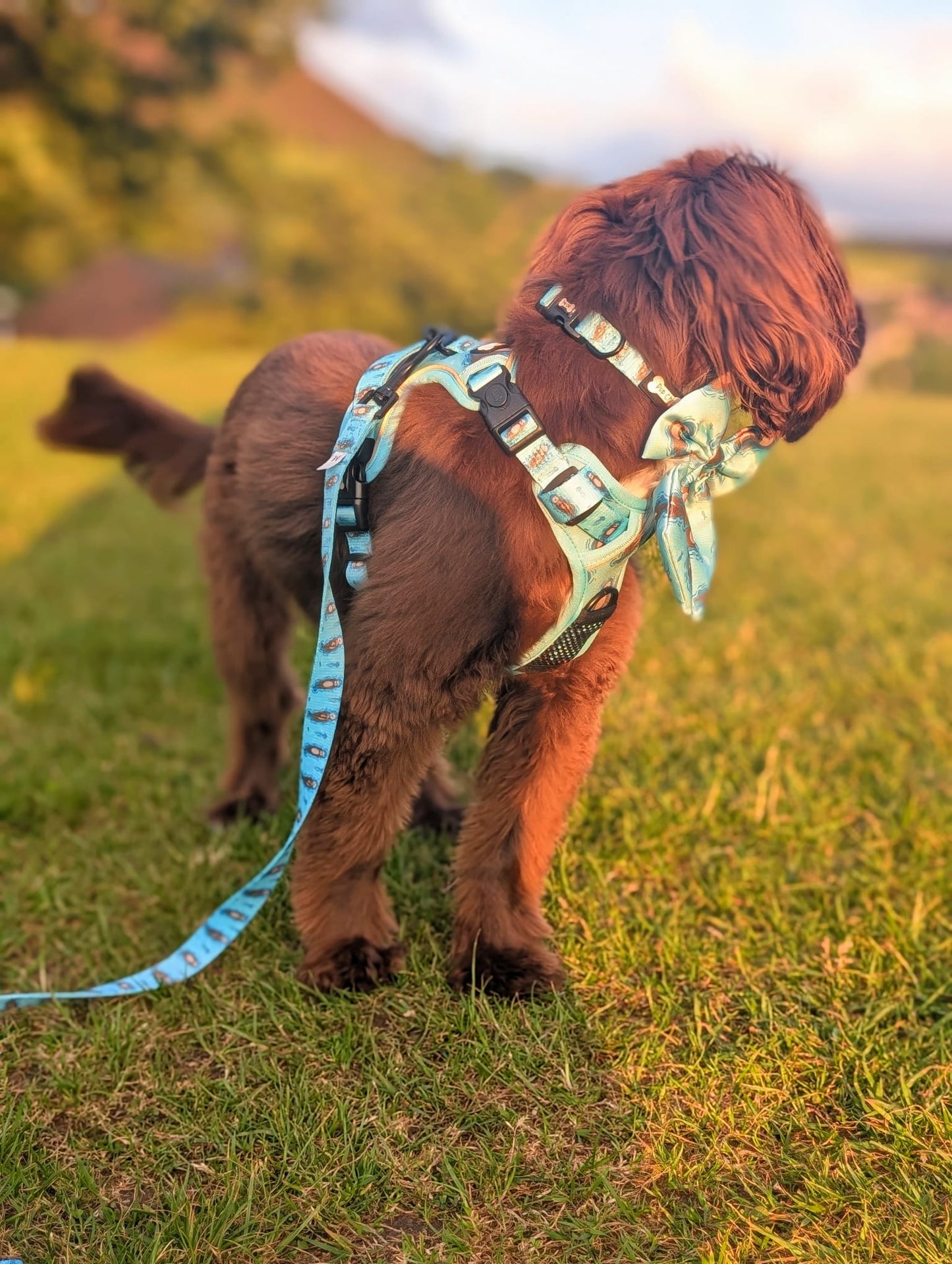 Otterly Lovely 5ft aqua dog lead with sea otter print, padded handle and D‑ring for walking essentials