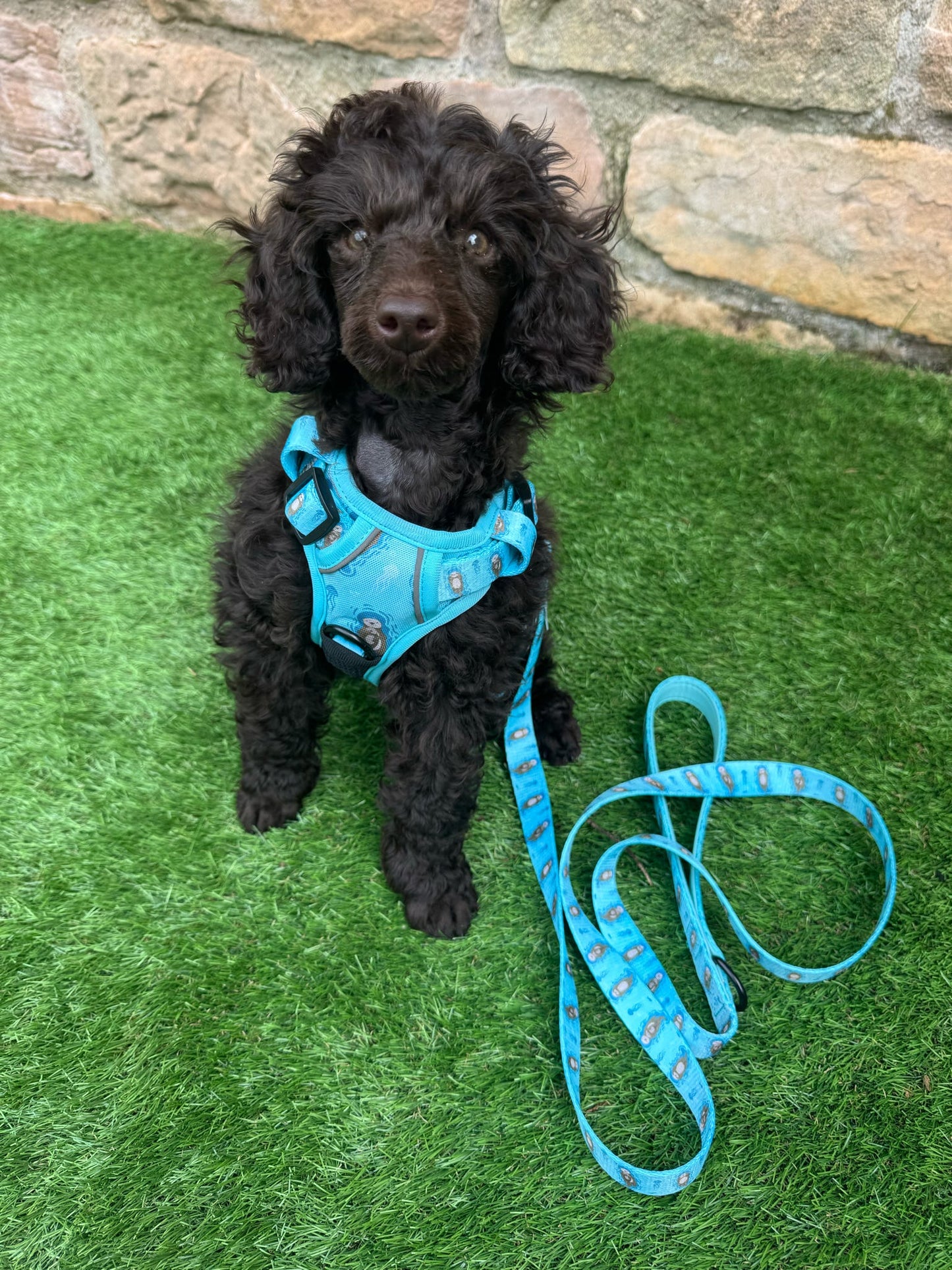 Otterly Lovely 5ft aqua dog lead with sea otter print, padded handle and D‑ring for walking essentials
