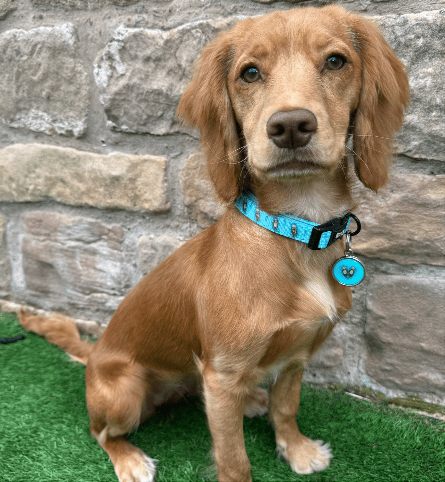 Otterly Lovely dog collar, aqua‑blue with cute otter print, adjustable lightweight design for puppies & small breeds