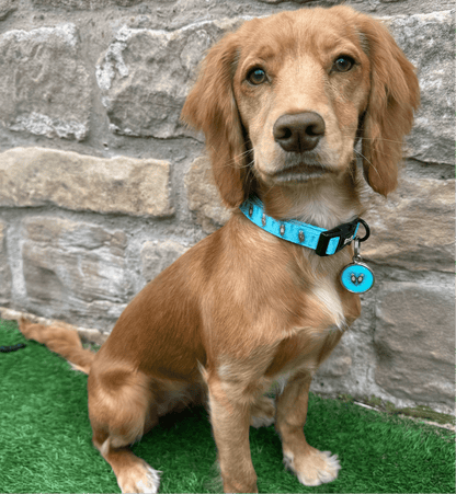 Otterly Lovely dog collar, aqua‑blue with cute otter print, adjustable lightweight design for puppies & small breeds