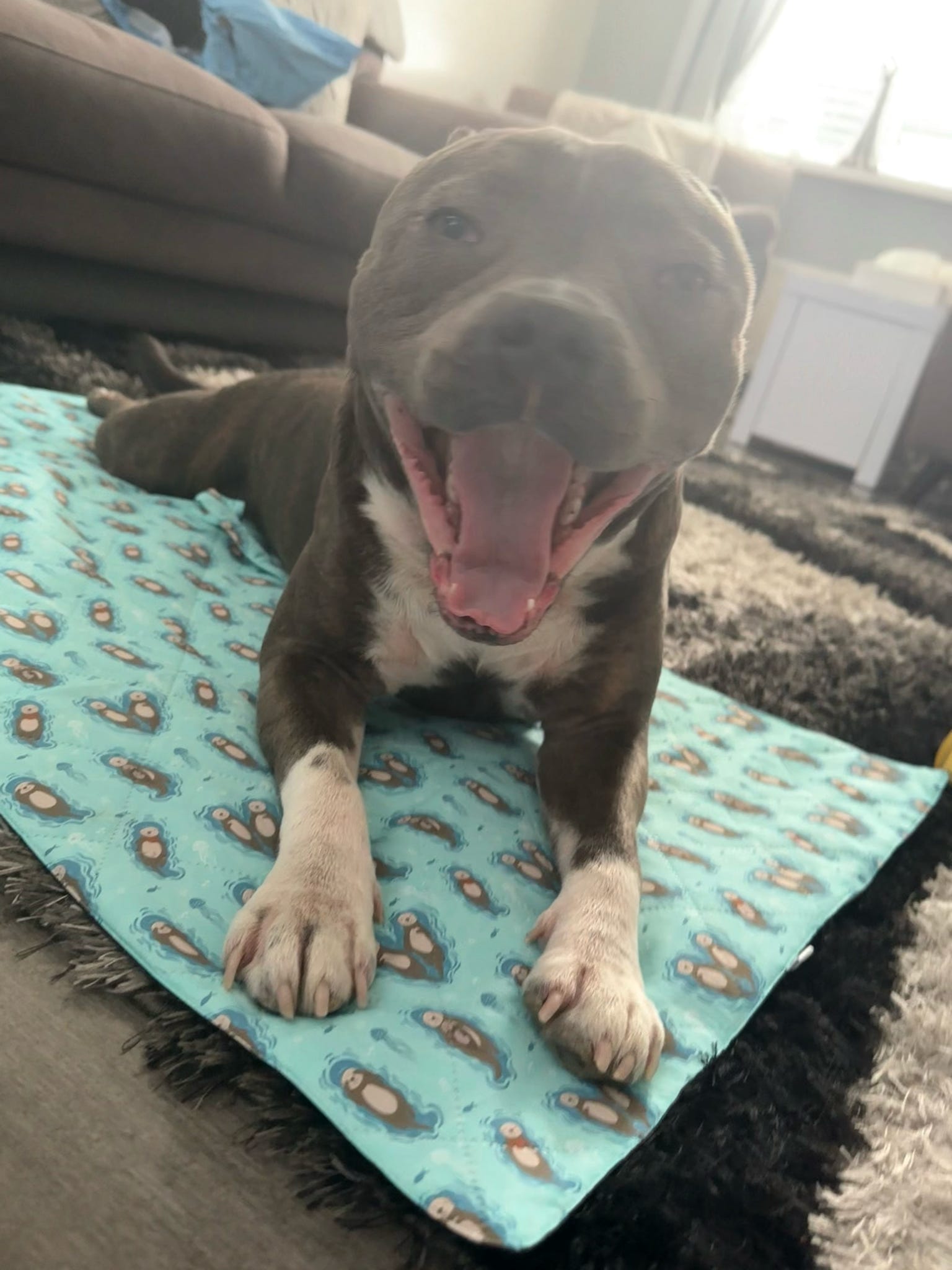 Otterly Lovely waterproof dog settle mat in aqua with otter print, 50×100cm portable travel mat