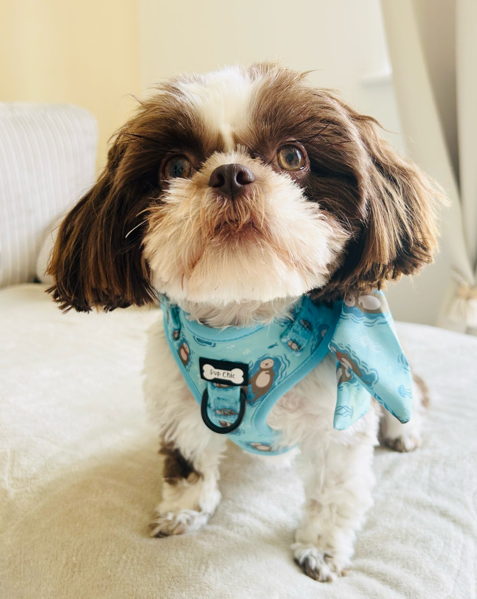 Otterly Lovely aqua step‑in dog harness with sea otter print, adjustable neck and chest straps