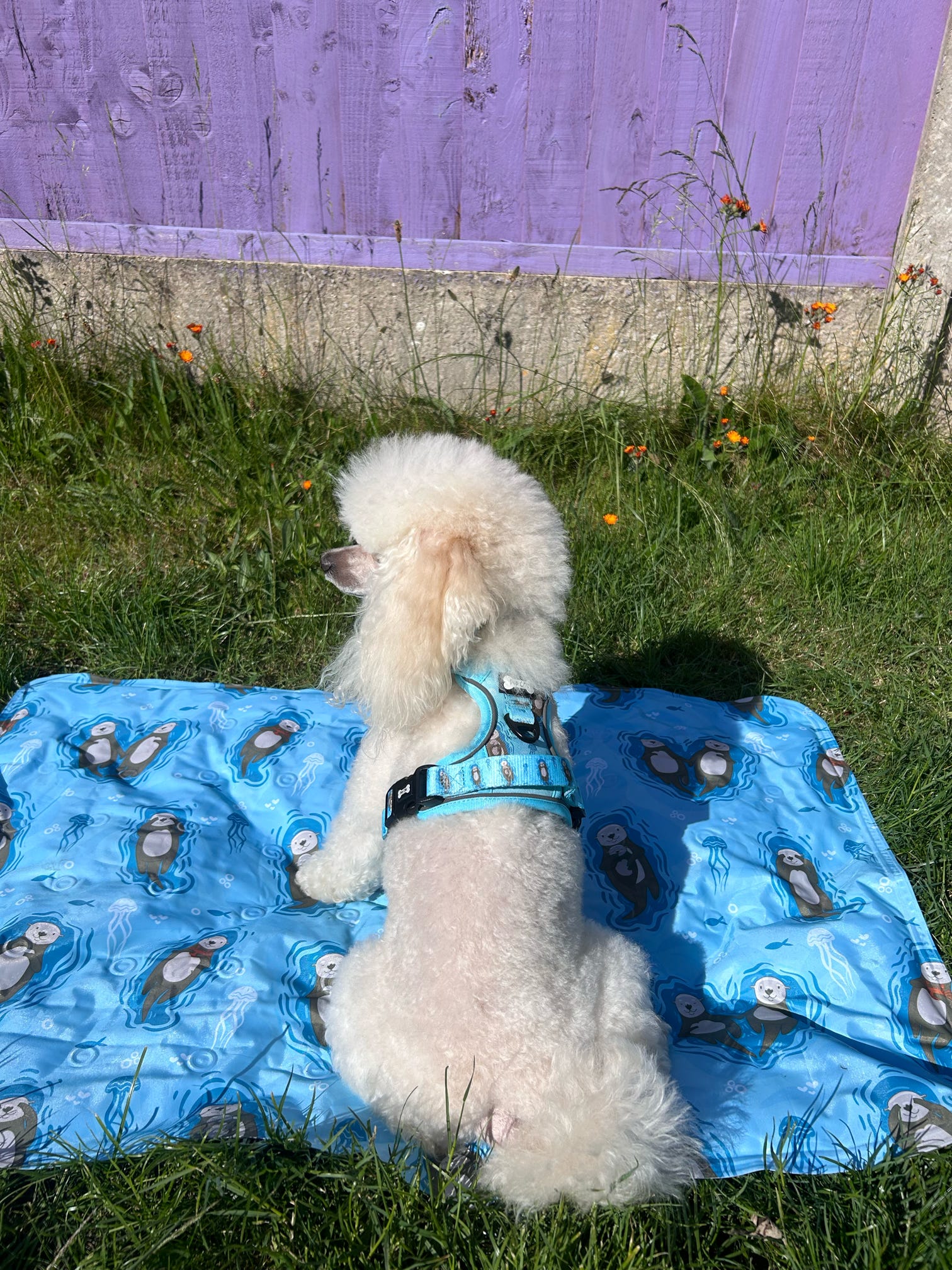 Otterly Lovely aqua tactical dog harness with sea otter print, no‑pull design and top handle