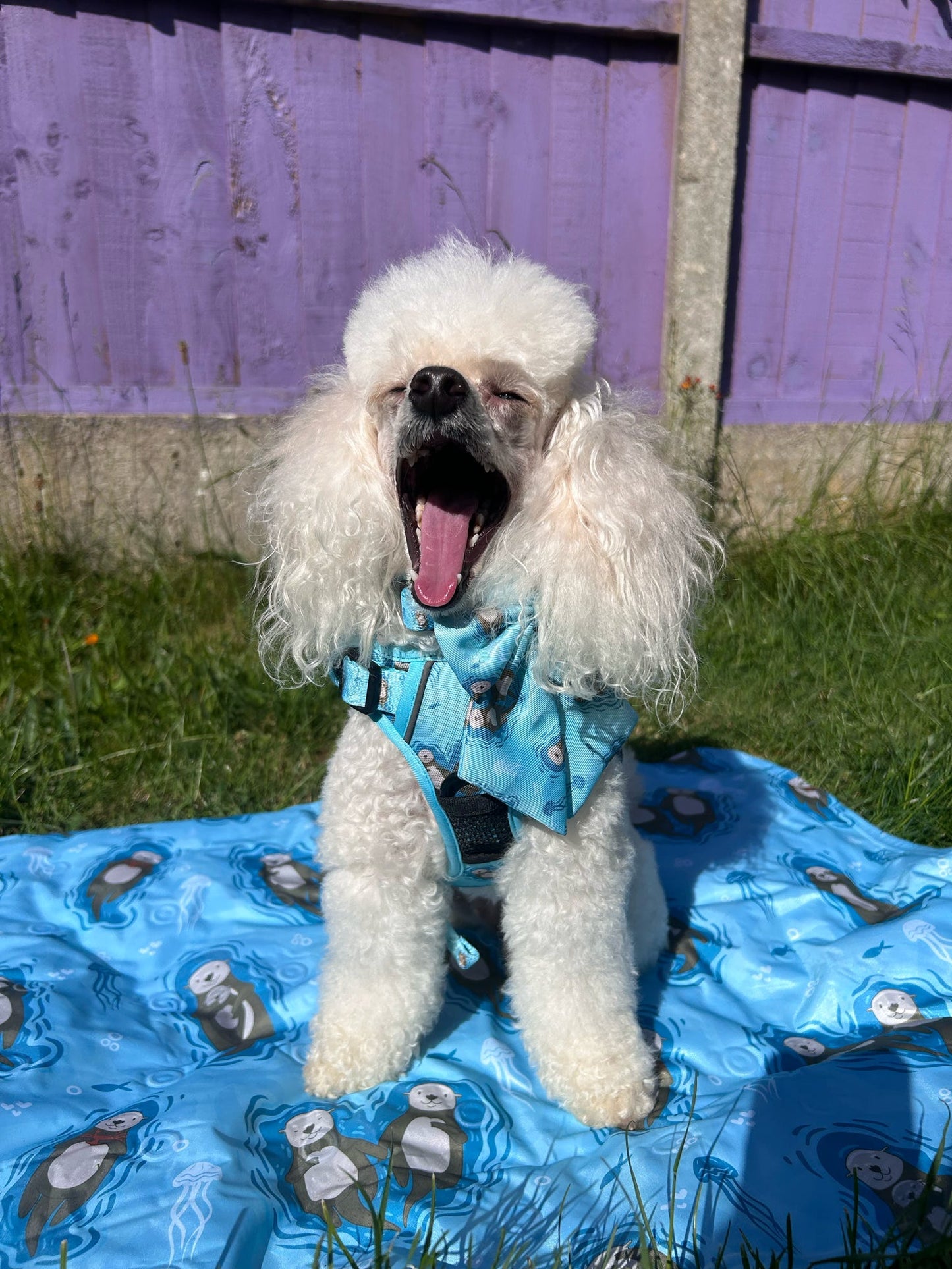 Otterly Lovely aqua tactical dog harness with sea otter print, no‑pull design and top handle
