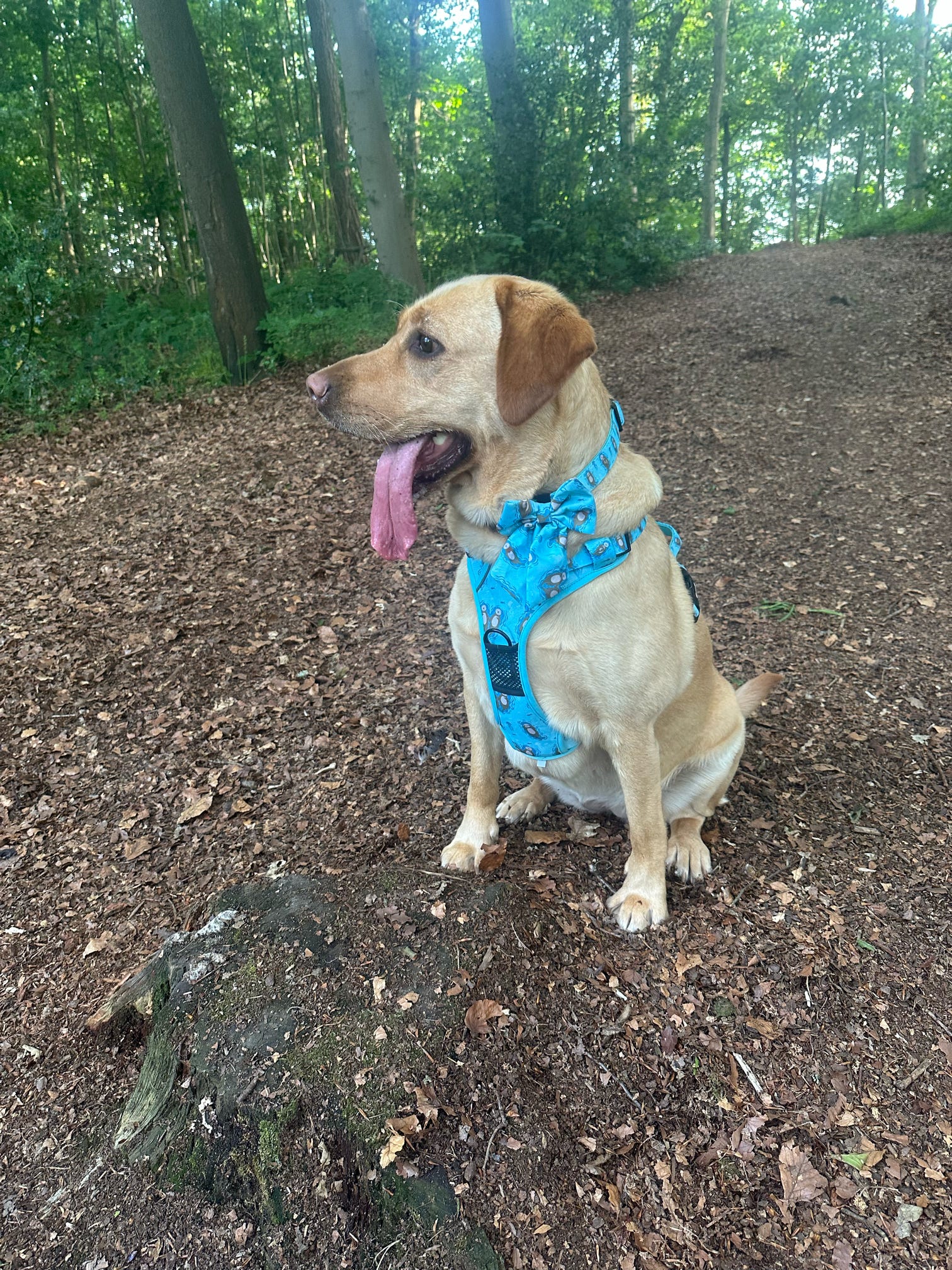 Otterly Lovely aqua tactical dog harness with sea otter print, no‑pull design and top handle