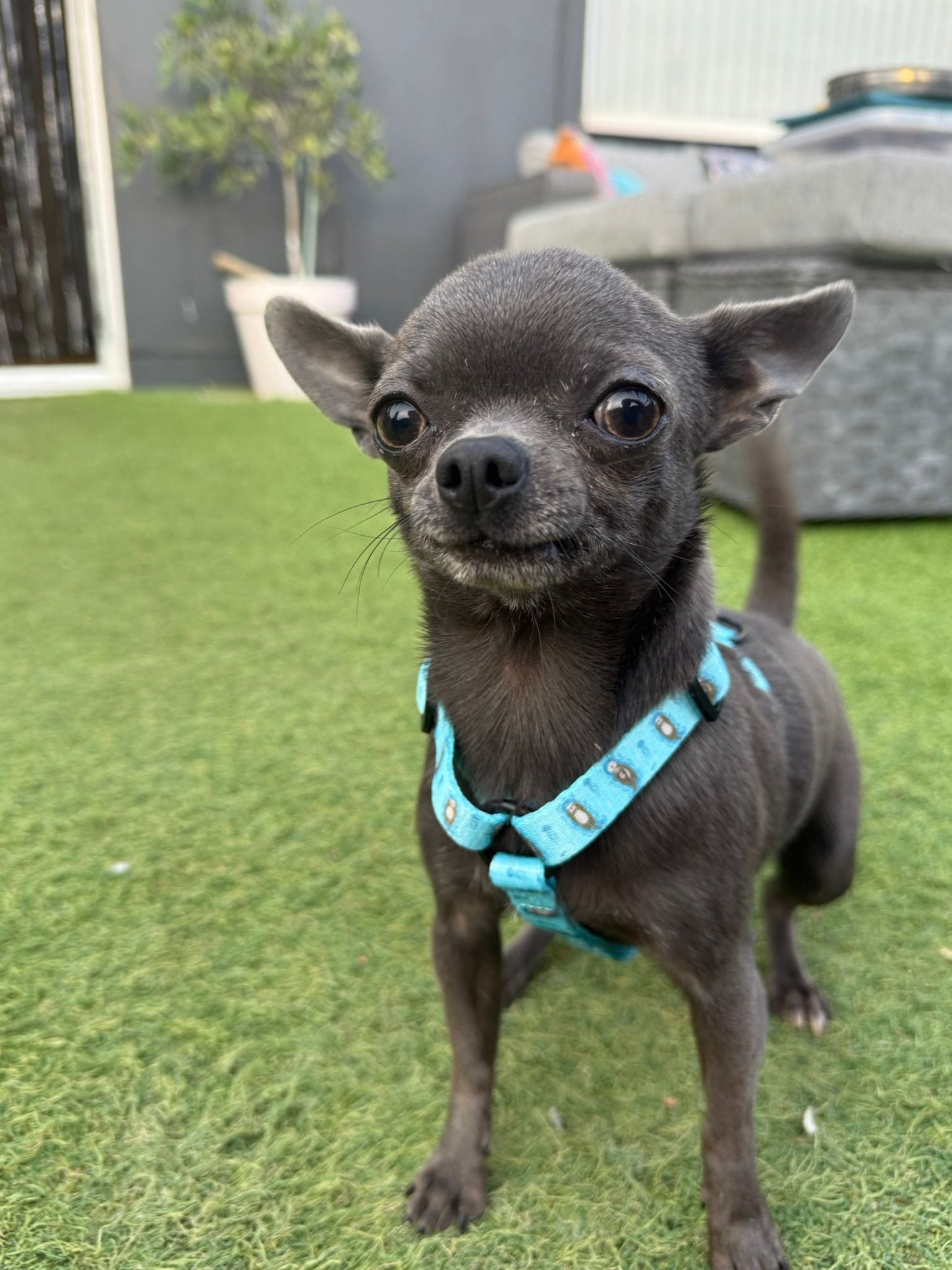 Otterly Lovely XXXS aqua puppy harness with otter print, adjustable straps for teacup dogs, kittens & rabbits