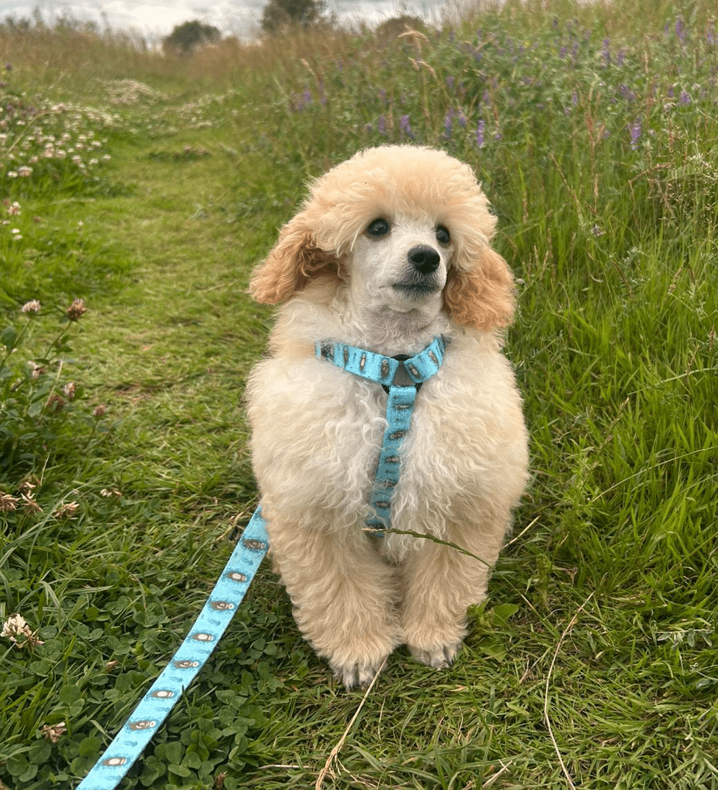 Otterly Lovely XXXS aqua puppy harness with otter print, adjustable straps for teacup dogs, kittens & rabbits