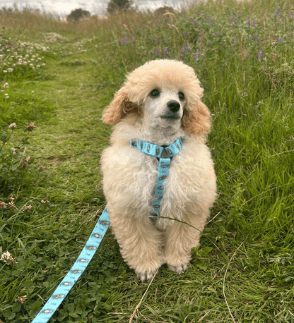 Otterly Lovely XXXS aqua puppy harness with otter print, adjustable straps for teacup dogs, kittens & rabbits
