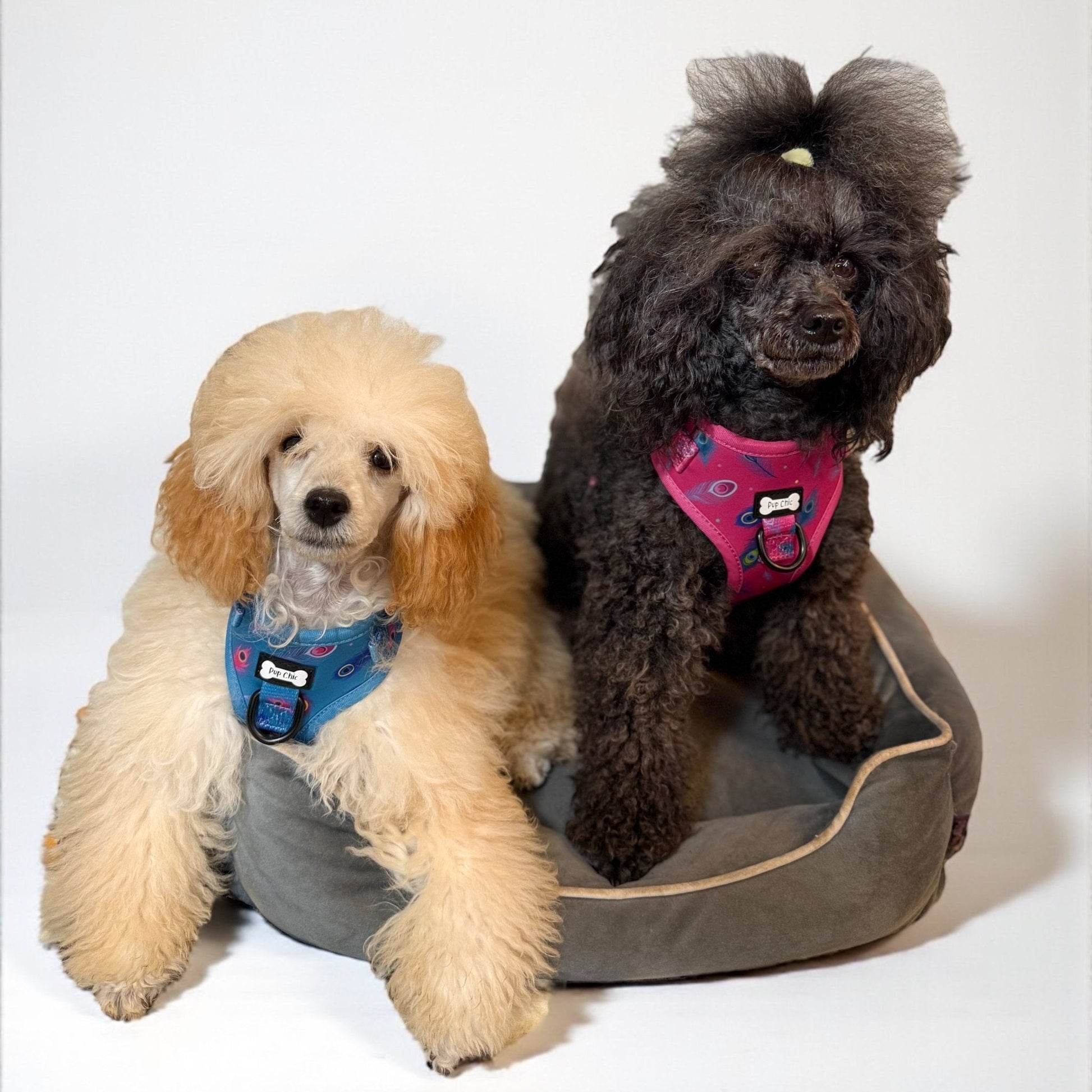 Power Peacock step‑in dog harness in teal with peacock feather print, adjustable neck and chest straps