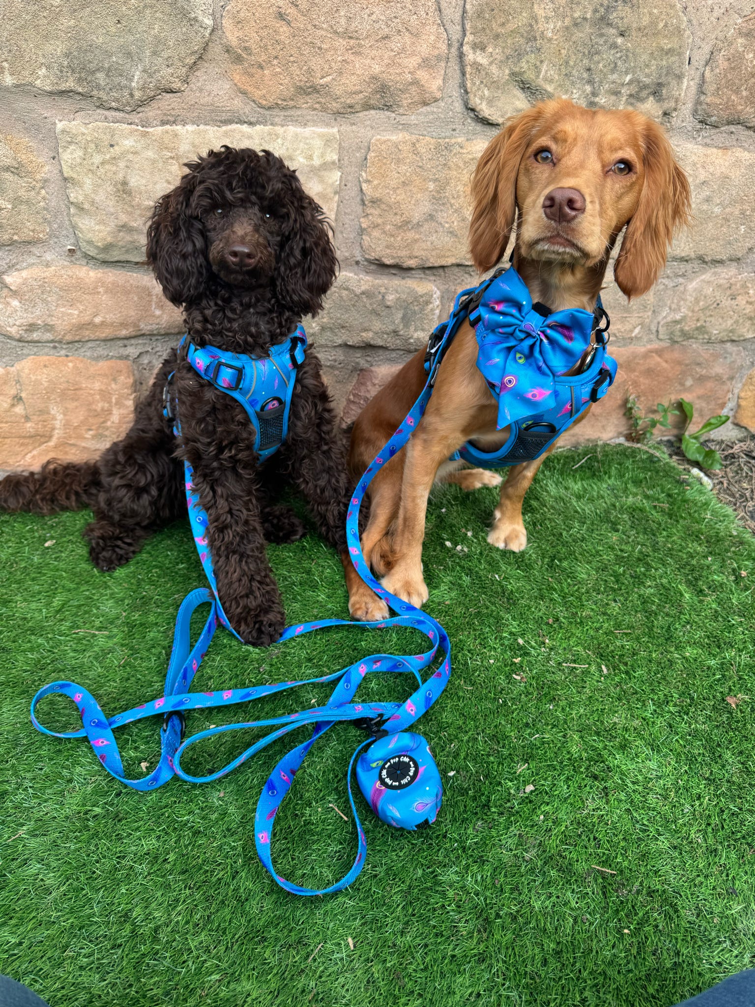 Peacock Power tactical dog harness, teal base with peacock feather print, durable no‑pull design for strong dogs