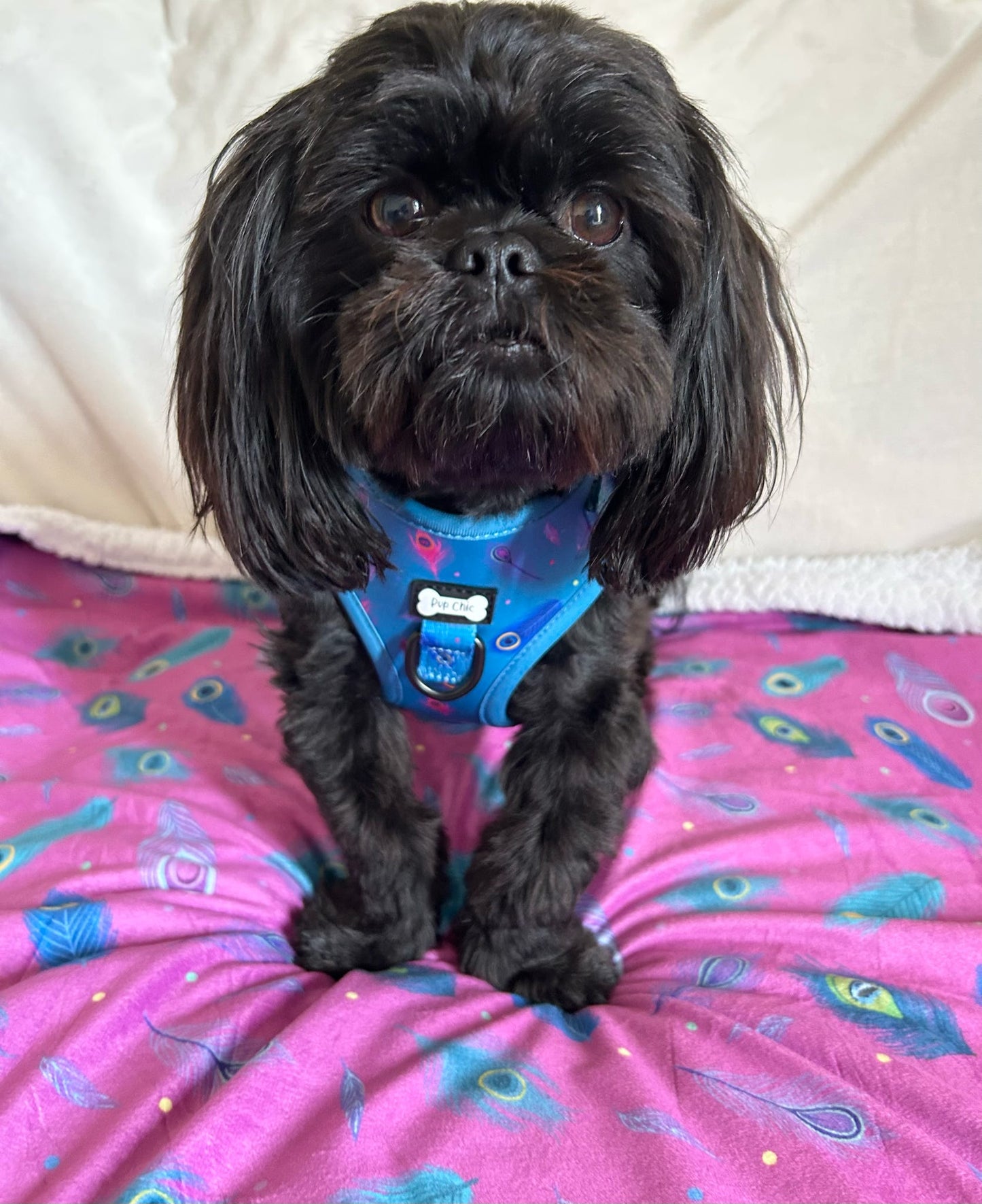 Power Peacock step‑in dog harness in teal with peacock feather print, adjustable neck and chest straps
