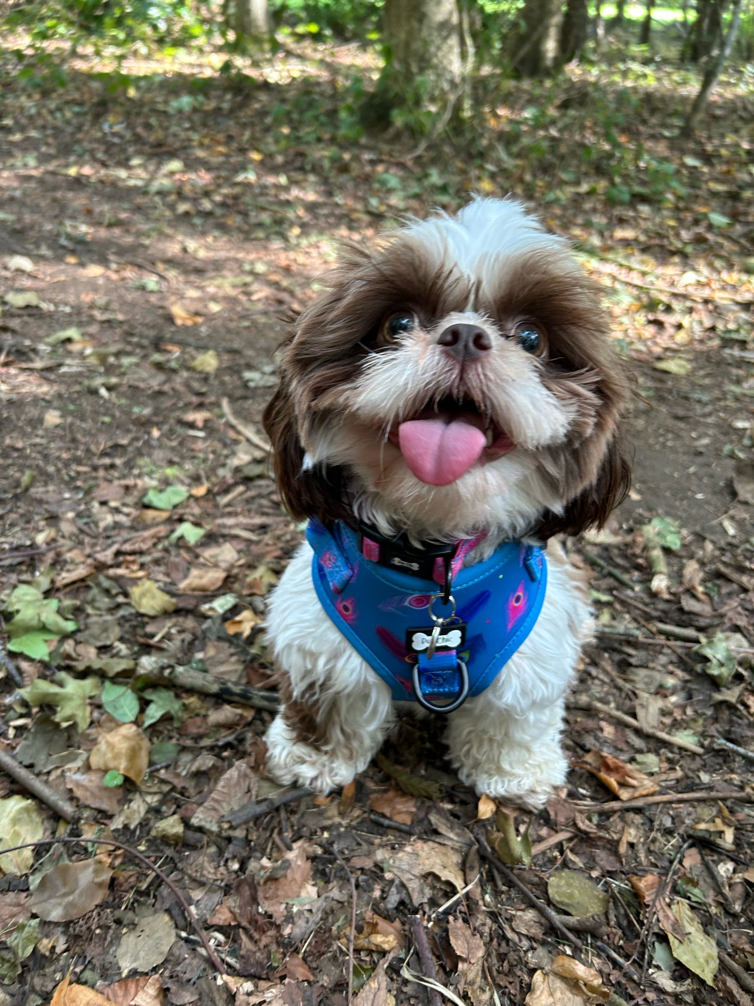 Power Peacock step‑in dog harness in teal with peacock feather print, adjustable neck and chest straps