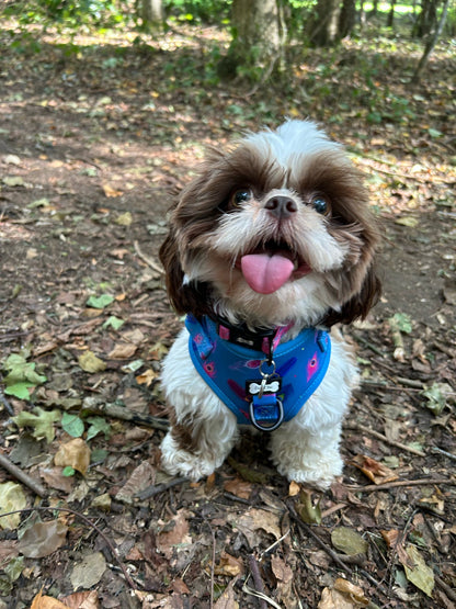 Power Peacock step‑in dog harness in teal with peacock feather print, adjustable neck and chest straps