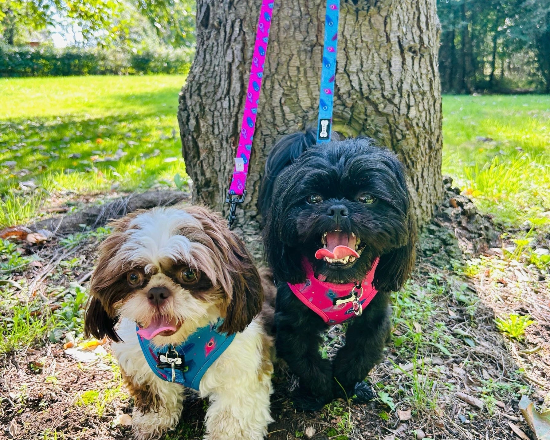Power Peacock step‑in dog harness in teal with peacock feather print, adjustable neck and chest straps