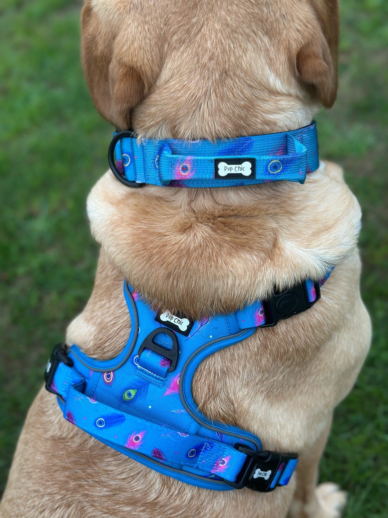 Peacock Power tactical dog harness, teal base with peacock feather print, durable no‑pull design for strong dogs
