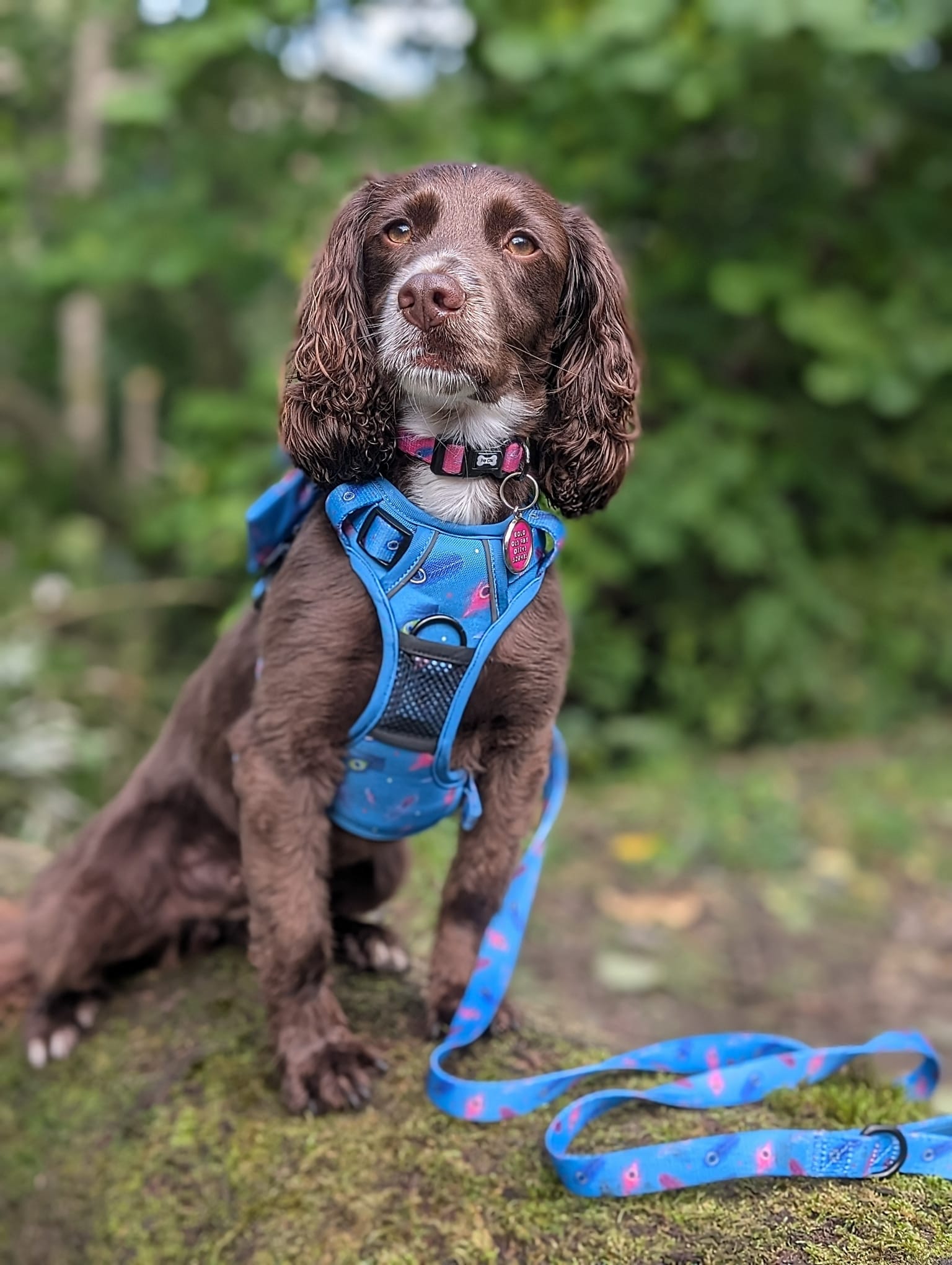 Peacock Power tactical dog harness, teal base with peacock feather print, durable no‑pull design for strong dogs
