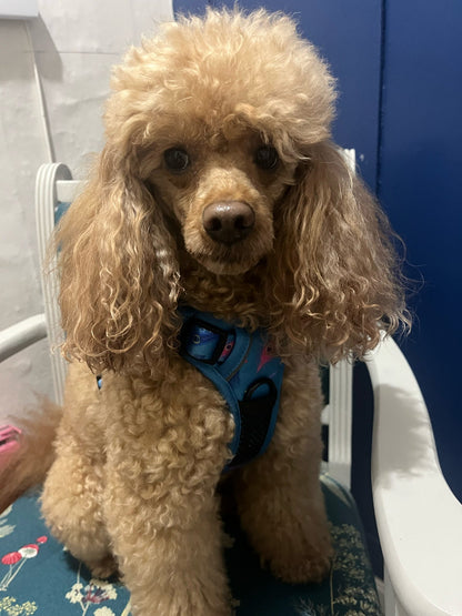 Peacock Power tactical dog harness, teal base with peacock feather print, durable no‑pull design for strong dogs