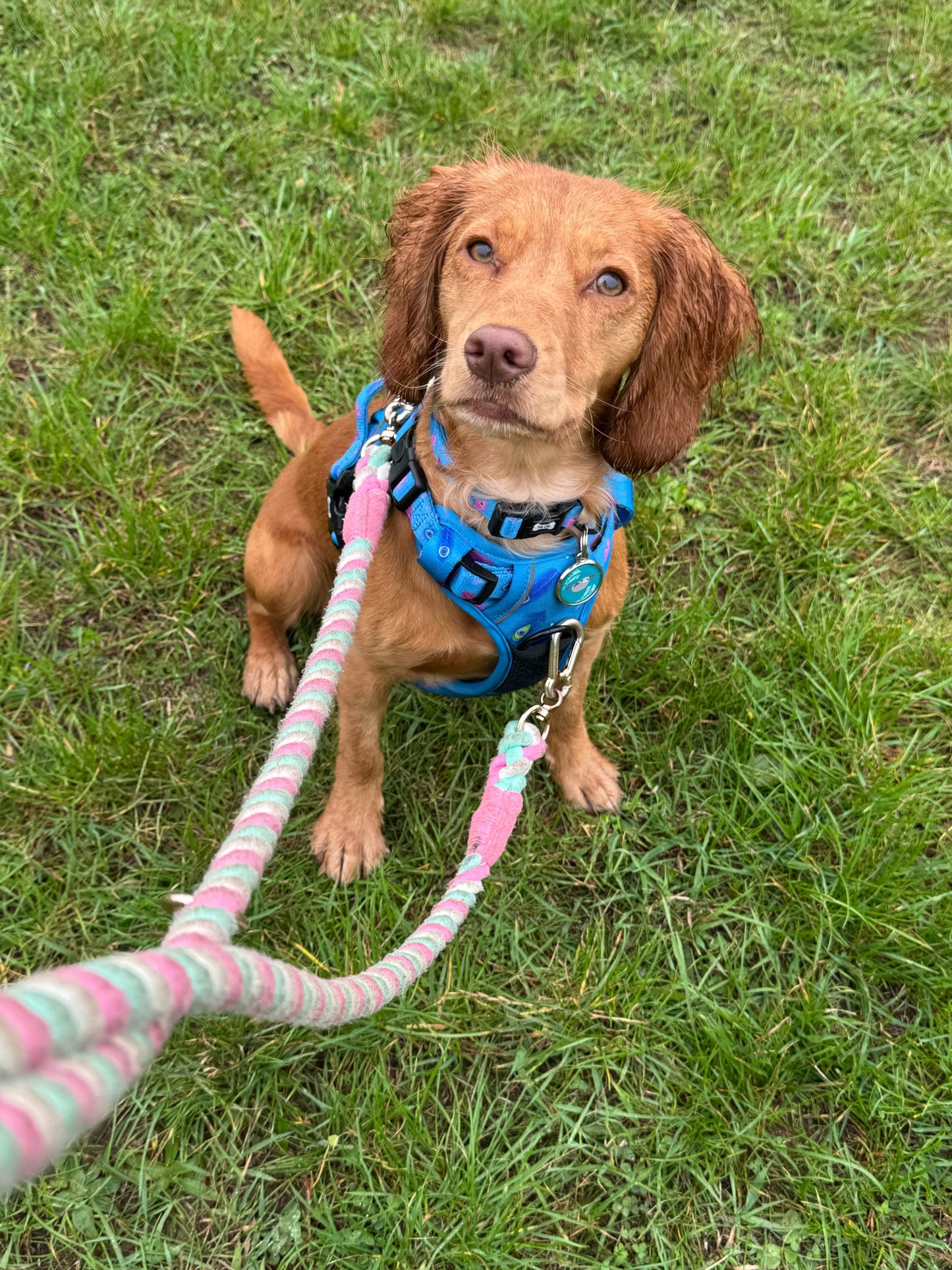 Peacock Power tactical dog harness, teal base with peacock feather print, durable no‑pull design for strong dogs