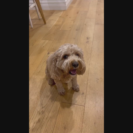 Dog Paw Care Bundle – Automatic Cleaner & No‑Rinse Foam Kit.